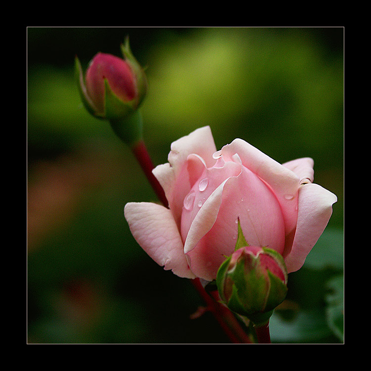 roses59.jpg