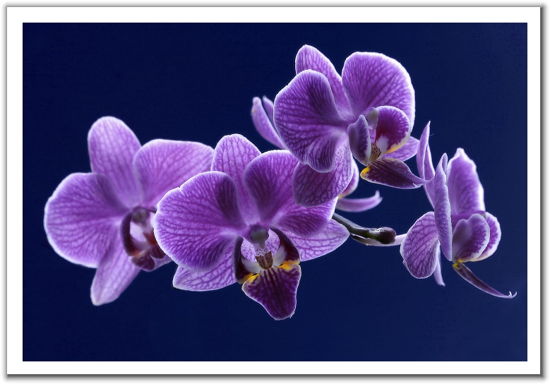 floatingorchids.gif